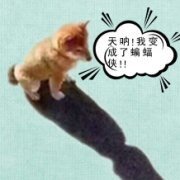 《重生之願望成真》
