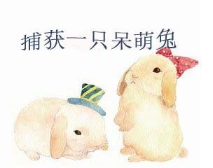 捕獲一隻呆萌兔
