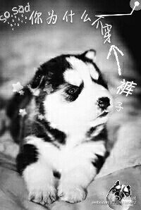 你為什麼不穿褲子