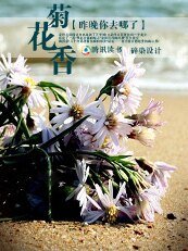 《菊花香》