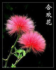 《合歡/刺花以夏》