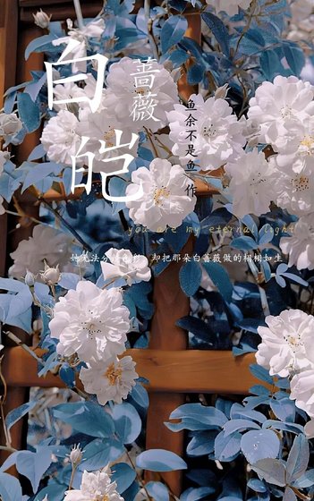 《白皚薔薇》