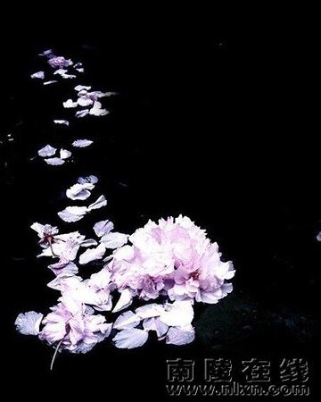 《落花為塵香如故》